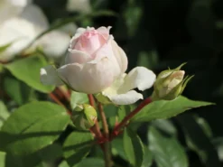 Beetrose 'Stephanie Baronin Zu Guttenberg' -Deutschland Garten Funk Verkaufs-Shop beetrose stephanie baronin zu guttenberg m056060 w 8