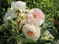 Beetrose 'Stephanie Baronin Zu Guttenberg' -Deutschland Garten Funk Verkaufs-Shop beetrose stephanie baronin zu guttenberg m056060 w 9