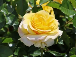 Beetrose 'Sunmaid' ®