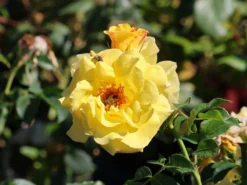 Beetrose 'Sunmaid' ® -Deutschland Garten Funk Verkaufs-Shop beetrose sunmaid m114303 w 0