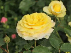 Beetrose 'Sunmaid' ® -Deutschland Garten Funk Verkaufs-Shop beetrose sunmaid m114303 w 1