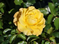 Beetrose 'Sunmaid' ® -Deutschland Garten Funk Verkaufs-Shop beetrose sunmaid m114303 w 2