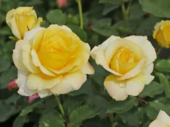 Beetrose 'Sunmaid' ® -Deutschland Garten Funk Verkaufs-Shop beetrose sunmaid m114303 w 3