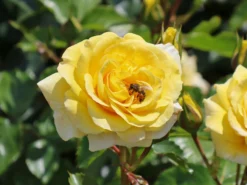 Beetrose 'Sunmaid' ® -Deutschland Garten Funk Verkaufs-Shop beetrose sunmaid m114303 w 5