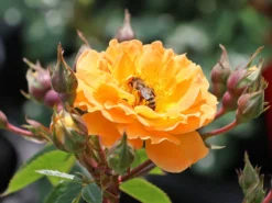 Beetrose 'Sunmaid' ® -Deutschland Garten Funk Verkaufs-Shop beetrose sunmaid m114303 w 6