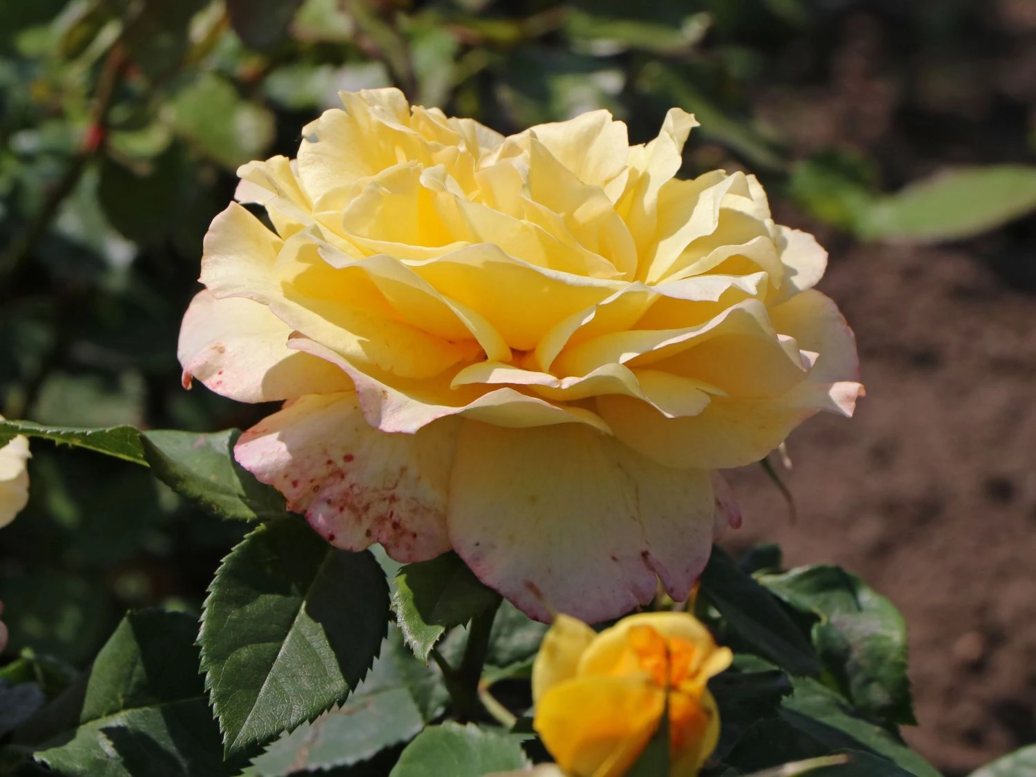 Beetrose 'Sunstar' ® 5 Beetrose 'Sunstar' ® – Bild 5