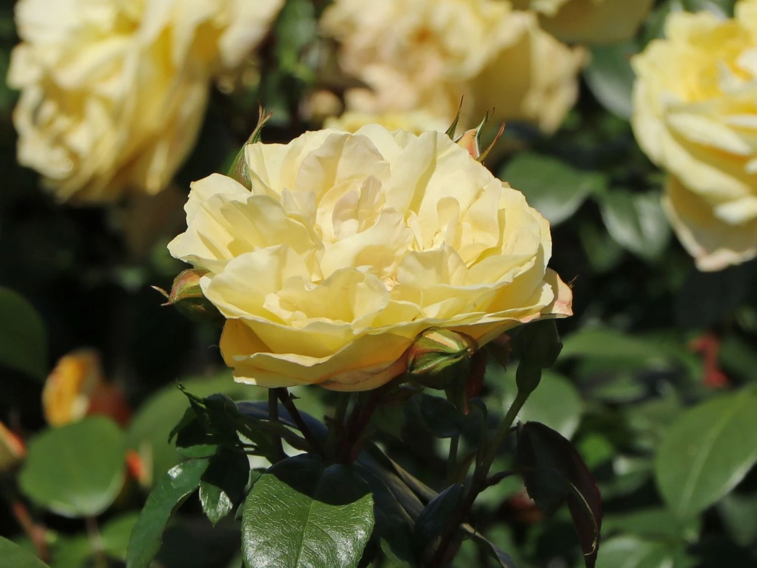 Beetrose 'Sunstar' ® 2 Beetrose 'Sunstar' ® – Bild 2