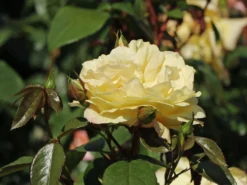 Beetrose 'Sunstar' ® 11 Beetrose 'Sunstar' ® -Deutschland Garten Funk Verkaufs-Shop beetrose sunstar m009318 w 2