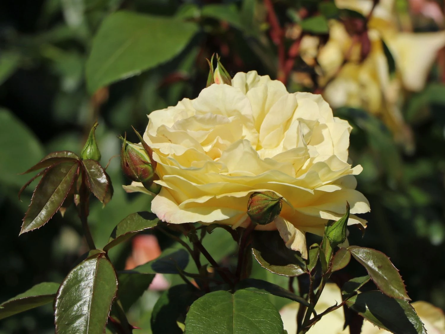 Beetrose 'Sunstar' ® 6 Beetrose 'Sunstar' ® – Bild 6