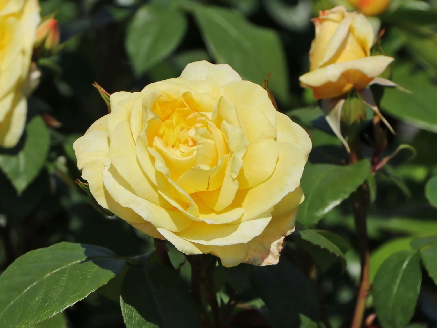 Beetrose 'Sunstar' ® 4 Beetrose 'Sunstar' ® – Bild 4