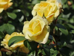 Beetrose 'Sunstar' ® 8 Beetrose 'Sunstar' ® -Deutschland Garten Funk Verkaufs-Shop beetrose sunstar m009318 w 4