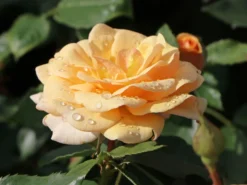 Beetrose 'Sweet Honey' ®