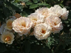 Beetrose 'Sweet Honey' ® -Deutschland Garten Funk Verkaufs-Shop beetrose sweet honey m099236 w 0