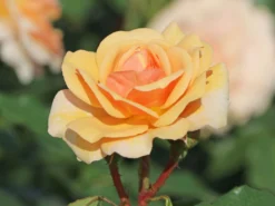 Beetrose 'Sweet Honey' ® -Deutschland Garten Funk Verkaufs-Shop beetrose sweet honey m099236 w 1