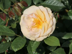 Beetrose 'Sweet Honey' ® -Deutschland Garten Funk Verkaufs-Shop beetrose sweet honey m099236 w 2