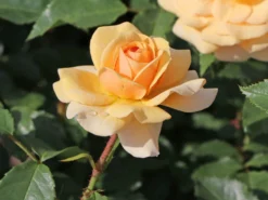 Beetrose 'Sweet Honey' ® -Deutschland Garten Funk Verkaufs-Shop beetrose sweet honey m099236 w 3