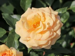 Beetrose 'Sweet Honey' ® -Deutschland Garten Funk Verkaufs-Shop beetrose sweet honey m099236 w 4