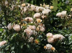 Beetrose 'Sweet Honey' ® -Deutschland Garten Funk Verkaufs-Shop beetrose sweet honey m099236 w 5