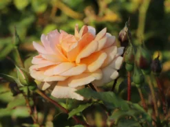 Beetrose 'Sweet Honey' ® -Deutschland Garten Funk Verkaufs-Shop beetrose sweet honey m099236 w 8