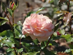 Beetrose 'Sweet Honey' ® -Deutschland Garten Funk Verkaufs-Shop beetrose sweet honey m099236 w 9