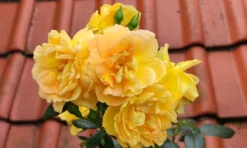 Beetrose 'Tantaus Bernstein-Rose' ® -Deutschland Garten Funk Verkaufs-Shop beetrose tantaus bernstein rose m002898 1161192 0