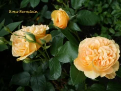 Beetrose 'Tantaus Bernstein-Rose' ® -Deutschland Garten Funk Verkaufs-Shop beetrose tantaus bernstein rose m002898 1341765 0