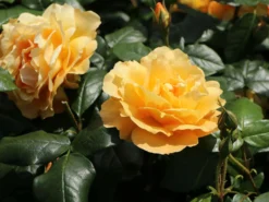 Beetrose 'Tantaus Bernstein-Rose' ®