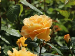 Beetrose 'Tantaus Bernstein-Rose' ® -Deutschland Garten Funk Verkaufs-Shop beetrose tantaus bernstein rose m002898 w 0