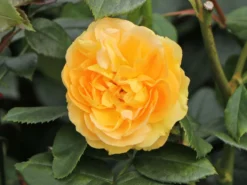 Beetrose 'Tantaus Bernstein-Rose' ® -Deutschland Garten Funk Verkaufs-Shop beetrose tantaus bernstein rose m002898 w 2