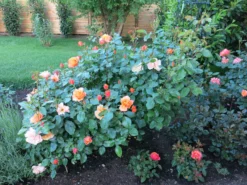 Beetrose 'Tequila' ® 2003 -Deutschland Garten Funk Verkaufs-Shop beetrose tequila 2003 m003484 391561 0