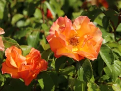 Beetrose 'Tequila' ® 2003