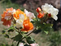 Beetrose 'Tequila' ® 2003 -Deutschland Garten Funk Verkaufs-Shop beetrose tequila 2003 m003484 w 1