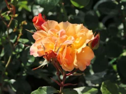 Beetrose 'Tequila' ® 2003 -Deutschland Garten Funk Verkaufs-Shop beetrose tequila 2003 m003484 w 10