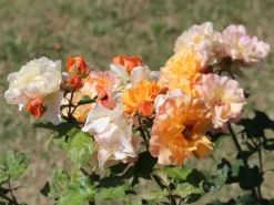 Beetrose 'Tequila' ® 2003 -Deutschland Garten Funk Verkaufs-Shop beetrose tequila 2003 m003484 w 2