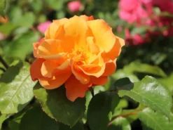 Beetrose 'Tequila' ® 2003 -Deutschland Garten Funk Verkaufs-Shop beetrose tequila 2003 m003484 w 3