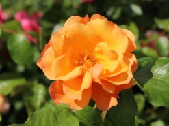 Beetrose 'Tequila' ® 2003 -Deutschland Garten Funk Verkaufs-Shop beetrose tequila 2003 m003484 w 4