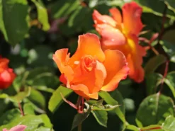 Beetrose 'Tequila' ® 2003 -Deutschland Garten Funk Verkaufs-Shop beetrose tequila 2003 m003484 w 6