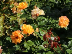 Beetrose 'Tequila' ® 2003 -Deutschland Garten Funk Verkaufs-Shop beetrose tequila 2003 m003484 w 7