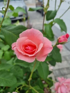 Beetrose 'The Queen Elizabeth Rose' -Deutschland Garten Funk Verkaufs-Shop beetrose the queen elizabeth rose m005744 1143135 0