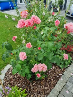 Beetrose 'The Queen Elizabeth Rose' -Deutschland Garten Funk Verkaufs-Shop beetrose the queen elizabeth rose m005744 1143135 1