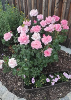 Beetrose 'The Queen Elizabeth Rose' -Deutschland Garten Funk Verkaufs-Shop beetrose the queen elizabeth rose m005744 1252559 0