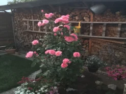 Beetrose 'The Queen Elizabeth Rose' -Deutschland Garten Funk Verkaufs-Shop beetrose the queen elizabeth rose m005744 401538 0