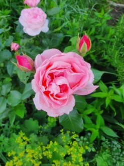 Beetrose 'The Queen Elizabeth Rose' -Deutschland Garten Funk Verkaufs-Shop beetrose the queen elizabeth rose m005744 743907 0