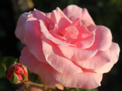 Beetrose 'The Queen Elizabeth Rose' -Deutschland Garten Funk Verkaufs-Shop beetrose the queen elizabeth rose m005744 w 0 1