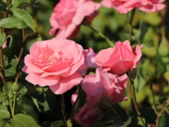 Beetrose 'The Queen Elizabeth Rose' -Deutschland Garten Funk Verkaufs-Shop beetrose the queen elizabeth rose m005744 w 1 1