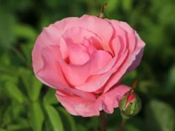 Beetrose 'The Queen Elizabeth Rose' -Deutschland Garten Funk Verkaufs-Shop beetrose the queen elizabeth rose m005744 w 2