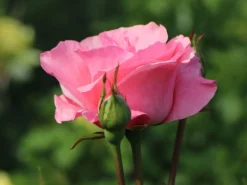 Beetrose 'The Queen Elizabeth Rose' -Deutschland Garten Funk Verkaufs-Shop beetrose the queen elizabeth rose m005744 w 3