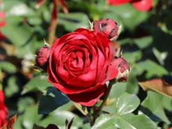 Beetrose 'Till Eulenspiegel' ®