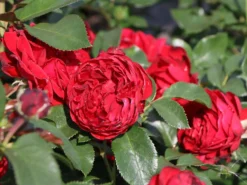 Beetrose 'Till Eulenspiegel' ® -Deutschland Garten Funk Verkaufs-Shop beetrose till eulenspiegel m120698 w 0