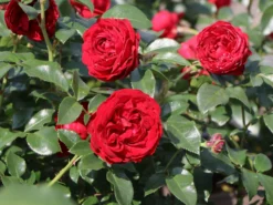 Beetrose 'Till Eulenspiegel' ® -Deutschland Garten Funk Verkaufs-Shop beetrose till eulenspiegel m120698 w 1